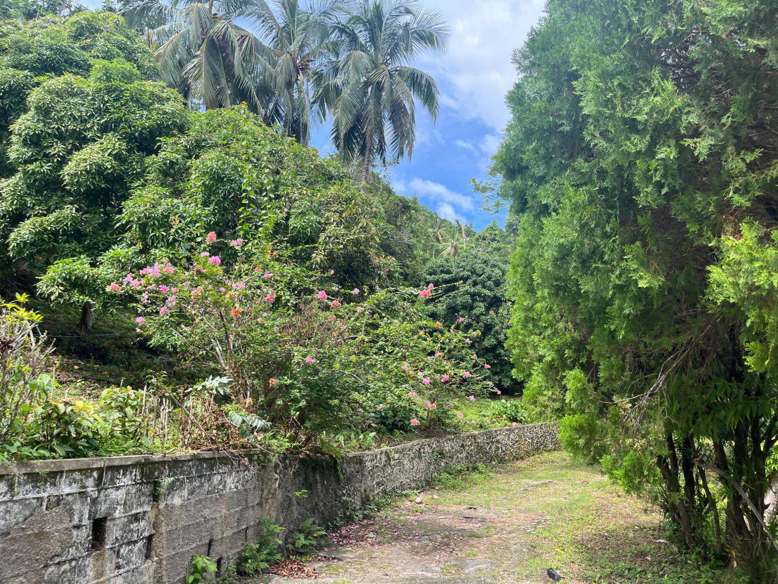 35-Acres-of-Prime-Development-Land-with-House-for-Sale-in-Lime-Hall-St-Ann Fifth image of Lime Hall- st Ann in Lime Hall, St. Ann, Jamaica - property is For Sale