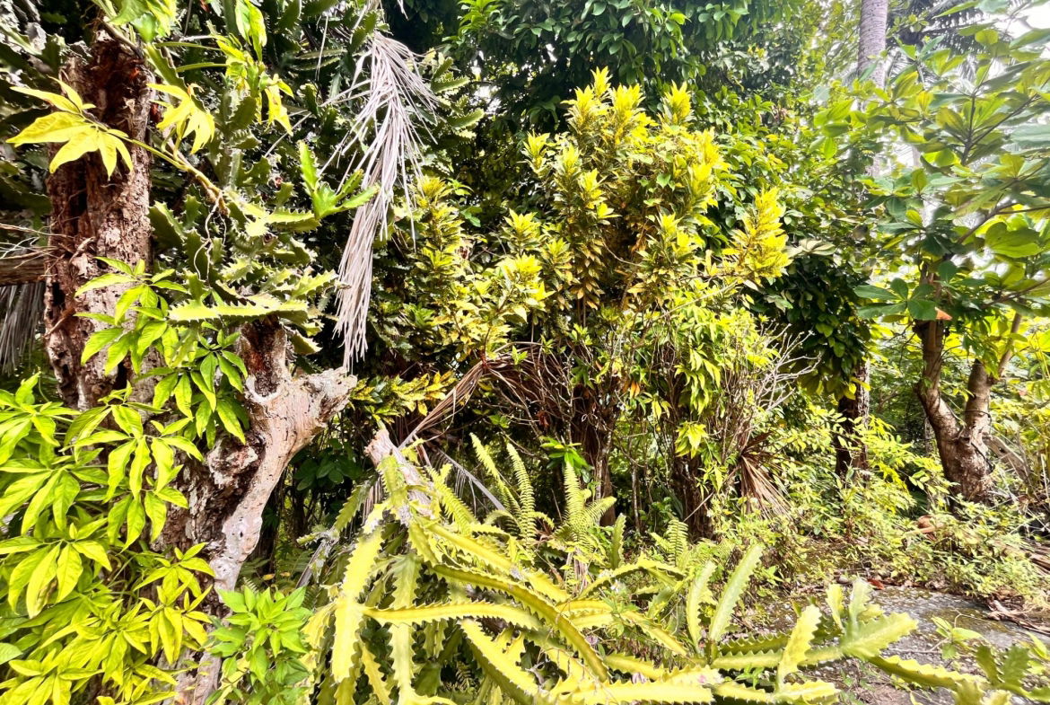 Sixth image of Lime Hall- st Ann in Lime Hall, St. Ann, Jamaica - property is For Sale