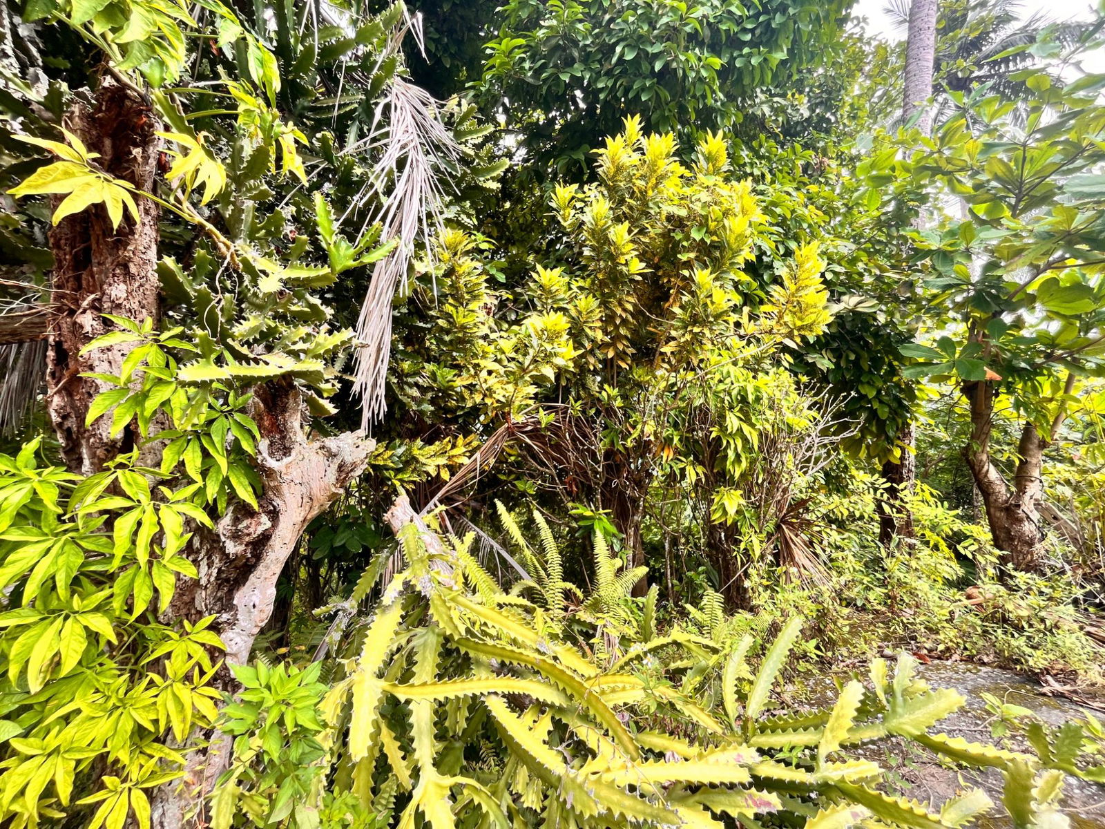 35-Acres-of-Prime-Development-Land-with-House-for-Sale-in-Lime-Hall-St-Ann Sixth image of Lime Hall- st Ann in Lime Hall, St. Ann, Jamaica - property is For Sale