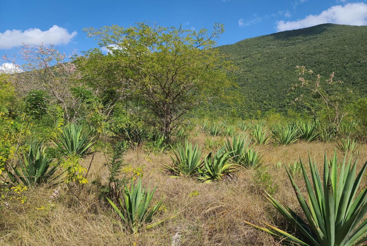 Third image of Lot 123 Lititz Land Settl in Watson Hill, Manchester, Jamaica - property is For Sale