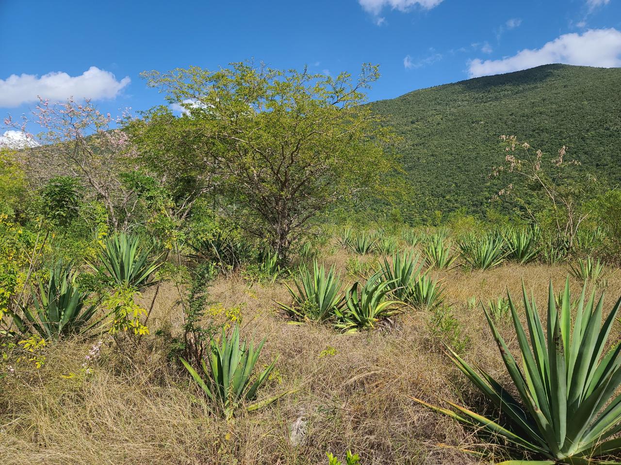 Third image of Lot 123 Lititz Land Settl in Watson Hill, Manchester, Jamaica - property is For Sale