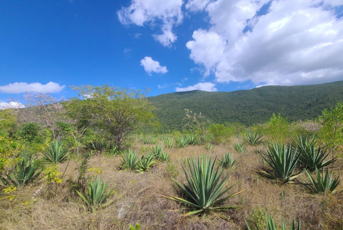 Fourth image of Lot 123 Lititz Land Settl in Watson Hill, Manchester, Jamaica - property is For Sale