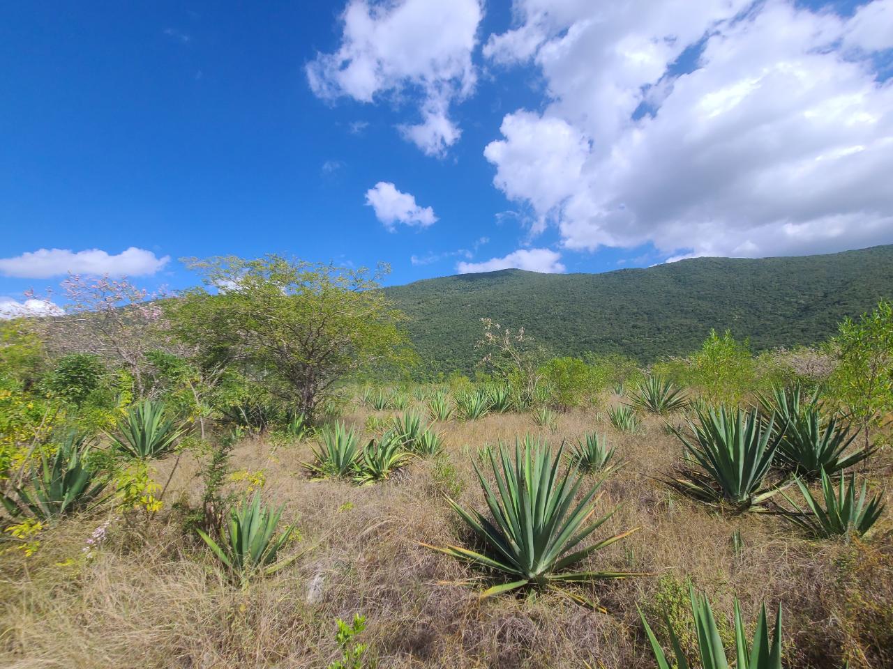 Fourth image of Lot 123 Lititz Land Settl in Watson Hill, Manchester, Jamaica - property is For Sale