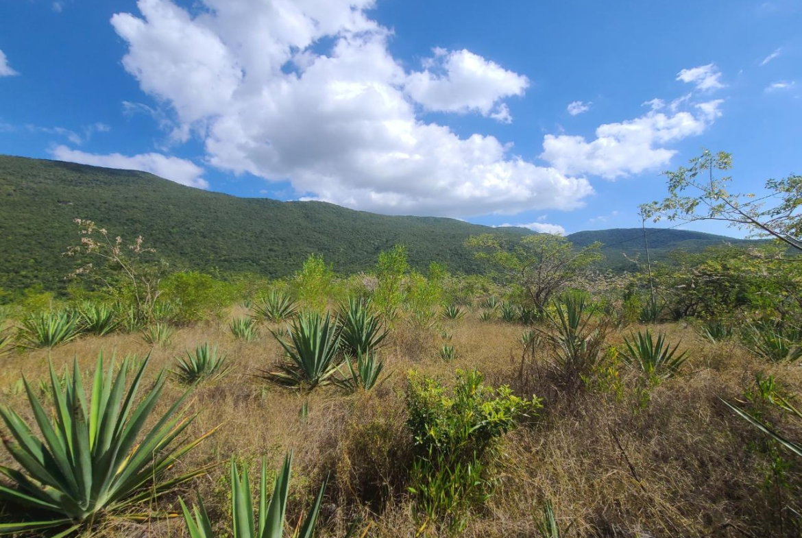 Fifth image of Lot 123 Lititz Land Settl in Watson Hill, Manchester, Jamaica - property is For Sale