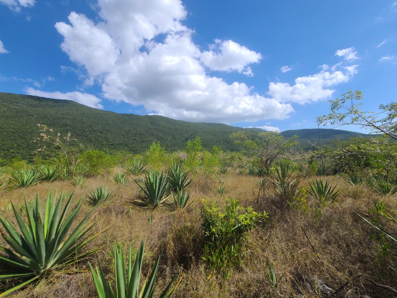 Fifth image of Lot 123 Lititz Land Settl in Watson Hill, Manchester, Jamaica - property is For Sale