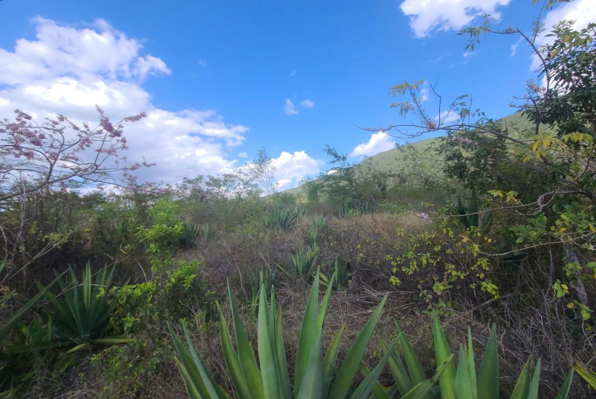 Seventh image of Lot 123 Lititz Land Settl in Watson Hill, Manchester, Jamaica - property is For Sale