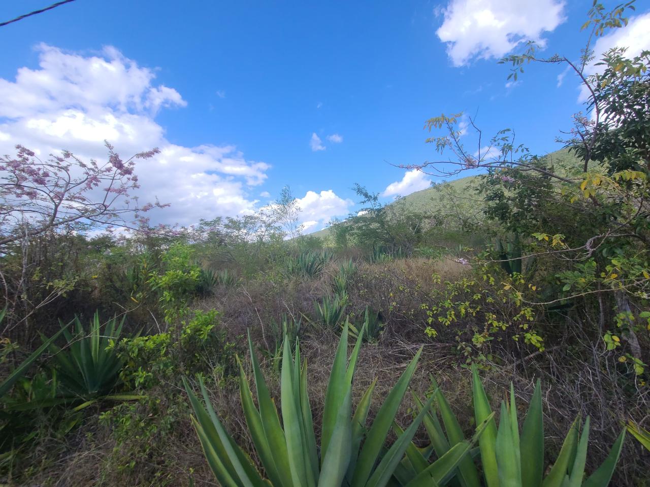 Seventh image of Lot 123 Lititz Land Settl in Watson Hill, Manchester, Jamaica - property is For Sale