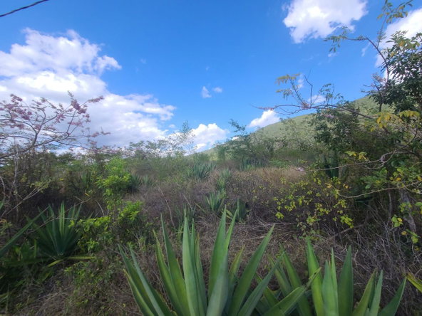 Seventh image of Lot 123 Lititz Land Settl in Watson Hill, Manchester, Jamaica - property is For Sale