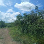 First image of Knockpatrick Large Lot 2 in Mandeville, Manchester, Jamaica - property is For Sale