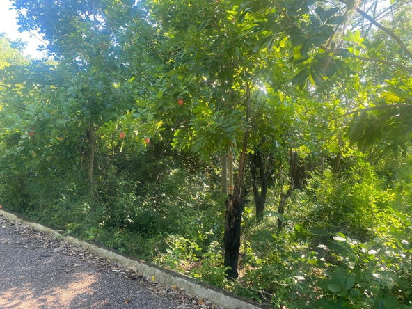 Second image of Lot 2 Part of 25 Sheckles Pen in Sheckles, Clarendon, Jamaica - property is For Sale