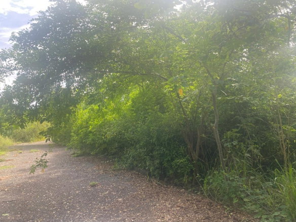 First image of Lot 2 Part of 25 Sheckles Pen in Sheckles, Clarendon, Jamaica - property is For Sale