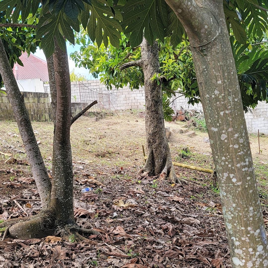 Twelfth image of Rodney Hall Road, Linstea in Linstead, St. Catherine, Jamaica - property is For Sale