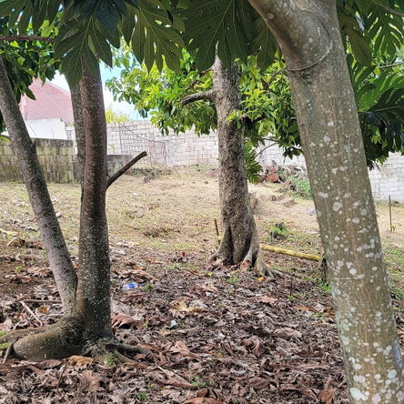 Twelfth image of Rodney Hall Road, Linstea in Linstead, St. Catherine, Jamaica - property is For Sale
