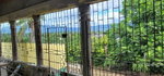 First image of Rodney Hall Road, Linstea in Linstead, St. Catherine, Jamaica - property is For Sale