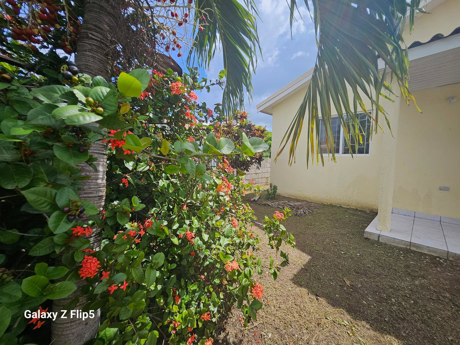 Twenty-Seventh image of Vineyard Est. Old Harbour in Old Harbour, St. Catherine, Jamaica - property is For Sale