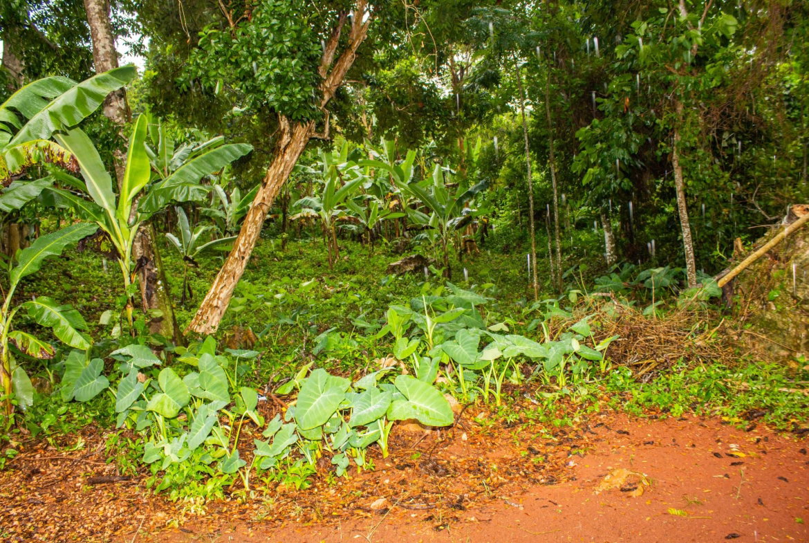Twenty-Third image of Mendez Mendez, Point Hill in Point Hill, St. Catherine, Jamaica - property is For Sale