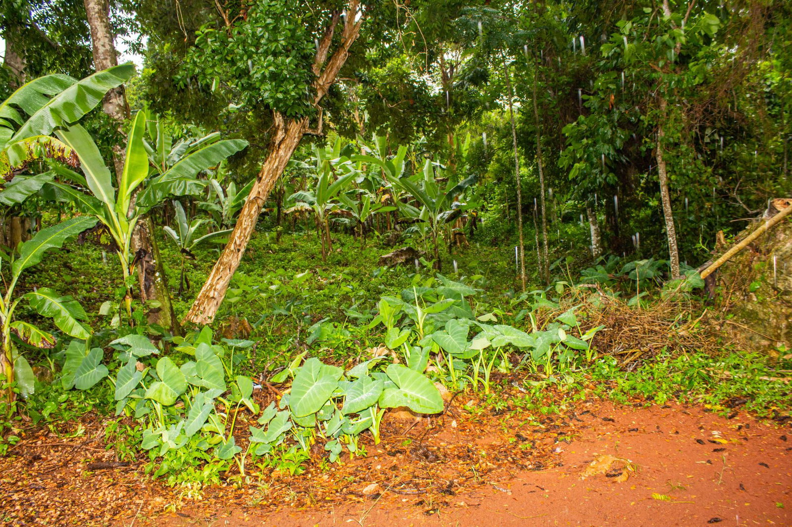 Twenty-Third image of Mendez Mendez, Point Hill in Point Hill, St. Catherine, Jamaica - property is For Sale
