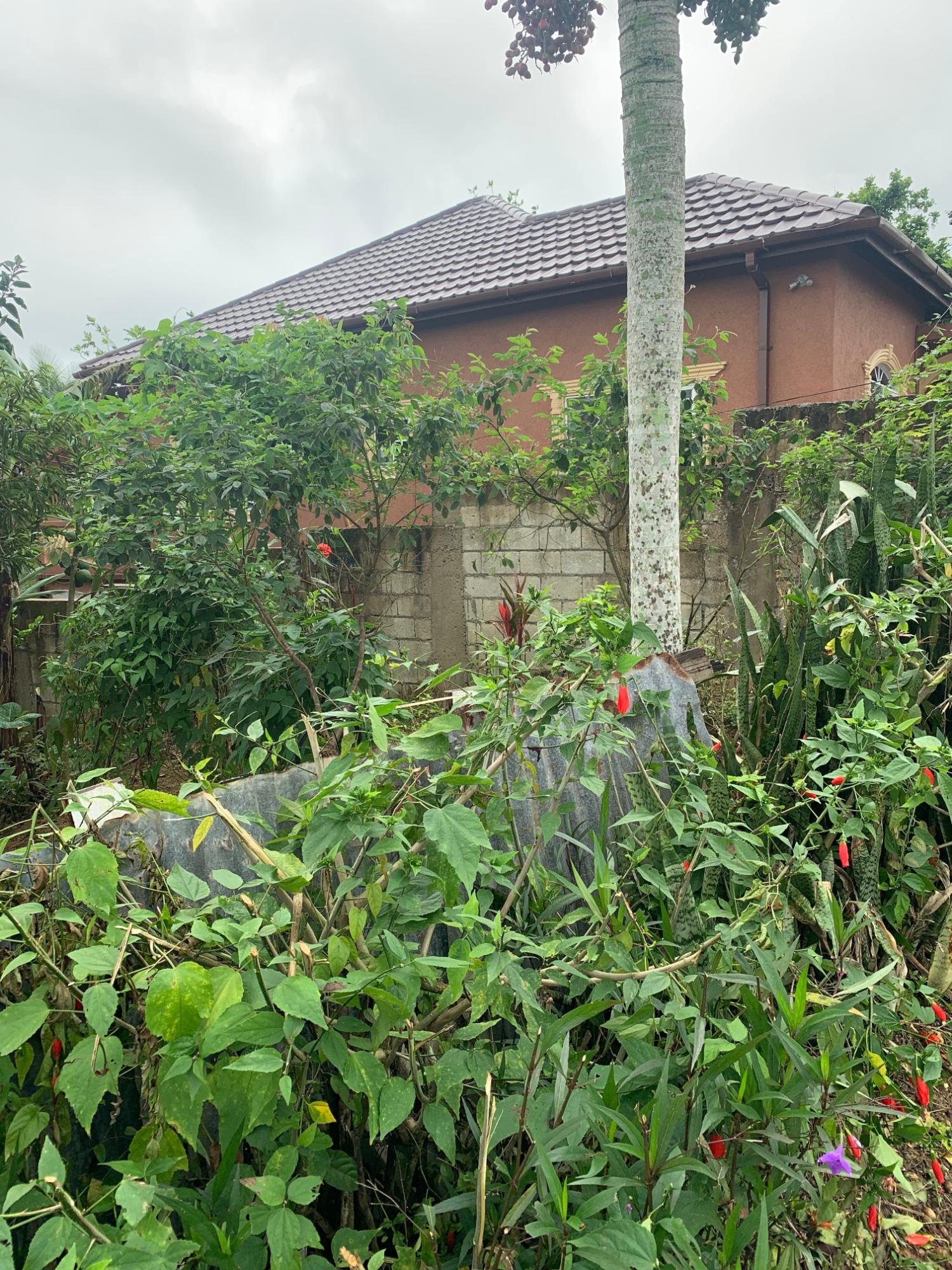 Ninth image of Dillon-town Blackstonedge, Guys Hill in Blackstonedge, St. Ann, Jamaica - property is For Sale