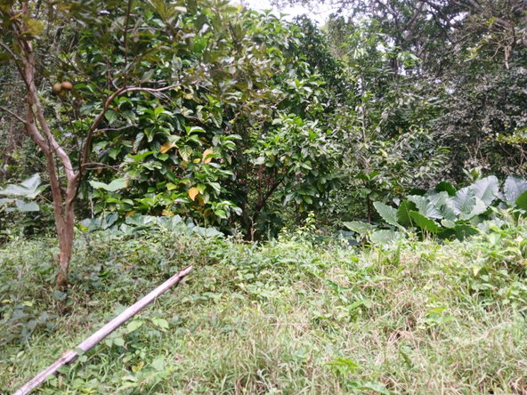 Twenty-First image of Frankfield in Frankfield, Clarendon, Jamaica - property is For Sale