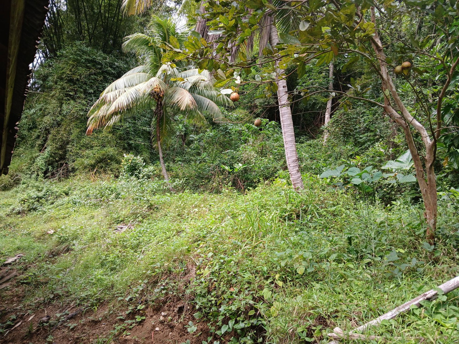 Twenty-Second image of Frankfield in Frankfield, Clarendon, Jamaica - property is For Sale