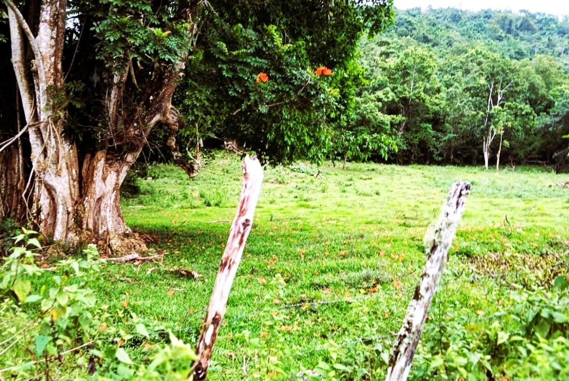 Second image of Golden Grove Pen, Hanover in Chichester, Hanover, Jamaica - property is For Sale