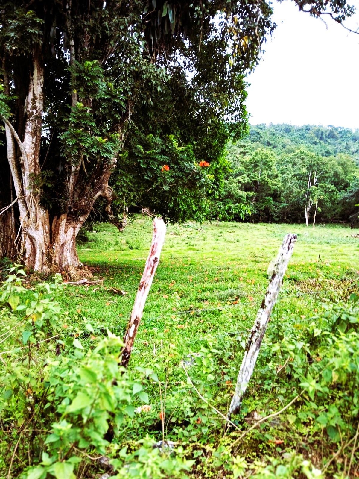 Second image of Golden Grove Pen, Hanover in Chichester, Hanover, Jamaica - property is For Sale