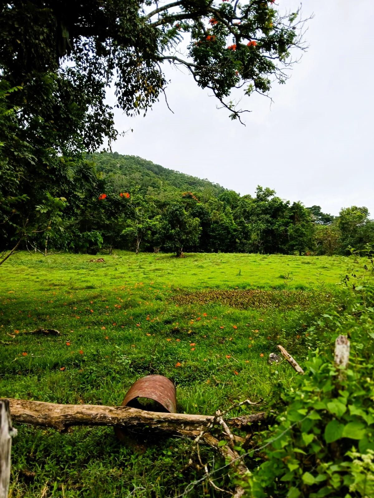 Third image of Golden Grove Pen, Hanover in Chichester, Hanover, Jamaica - property is For Sale