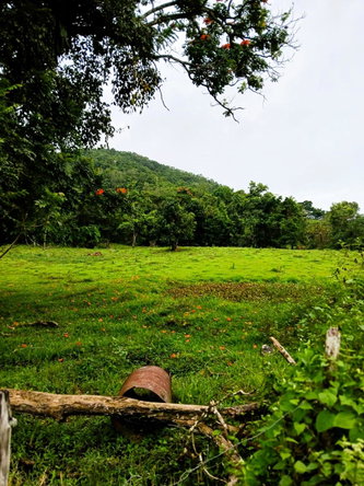 Third image of Golden Grove Pen, Hanover in Chichester, Hanover, Jamaica - property is For Sale