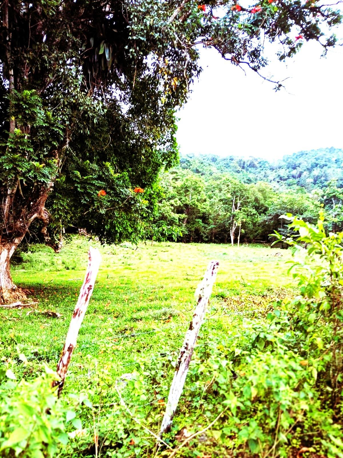 Fourth image of Golden Grove Pen, Hanover in Chichester, Hanover, Jamaica - property is For Sale