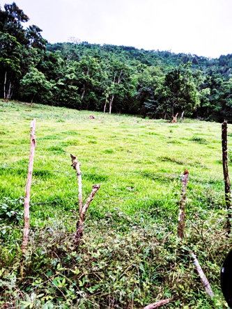 Sixth image of Golden Grove Pen, Hanover in Chichester, Hanover, Jamaica - property is For Sale