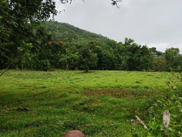 First image of Golden Grove Pen, Hanover in Chichester, Hanover, Jamaica - property is For Sale