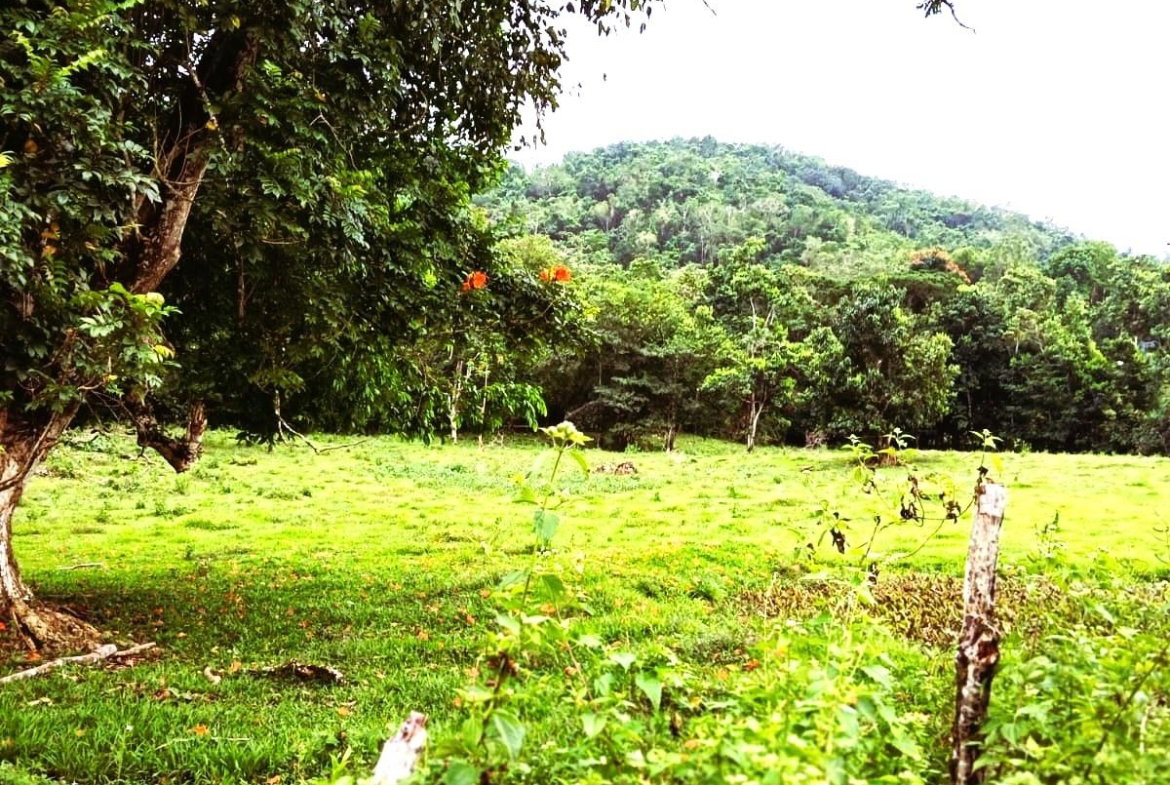 Seventh image of Golden Grove Pen, Hanover in Chichester, Hanover, Jamaica - property is For Sale