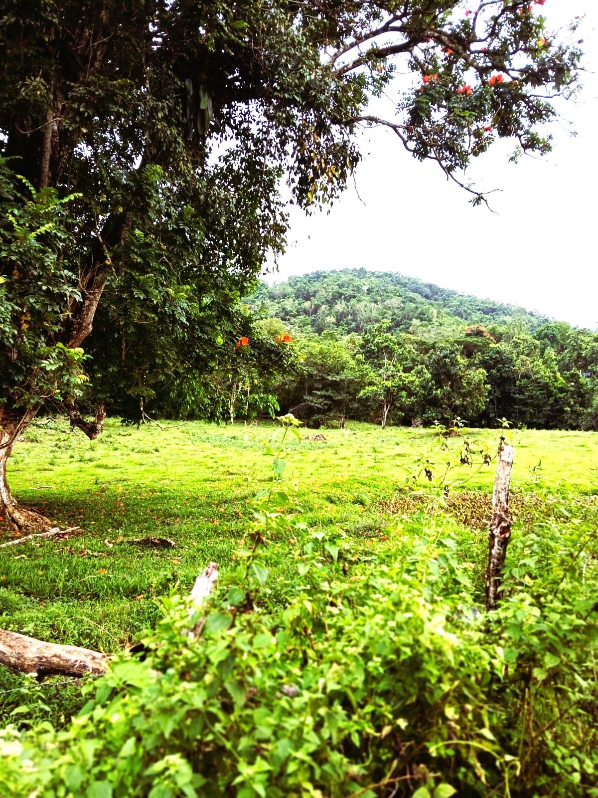 Seventh image of Golden Grove Pen, Hanover in Chichester, Hanover, Jamaica - property is For Sale