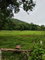 First image of Golden Grove Pen, Hanover in Chichester, Hanover, Jamaica - property is For Sale