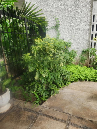 Twenty-Third image of 208-1 Caribbean Close in Kingston 5, St. Andrew, Jamaica - property is For Rent