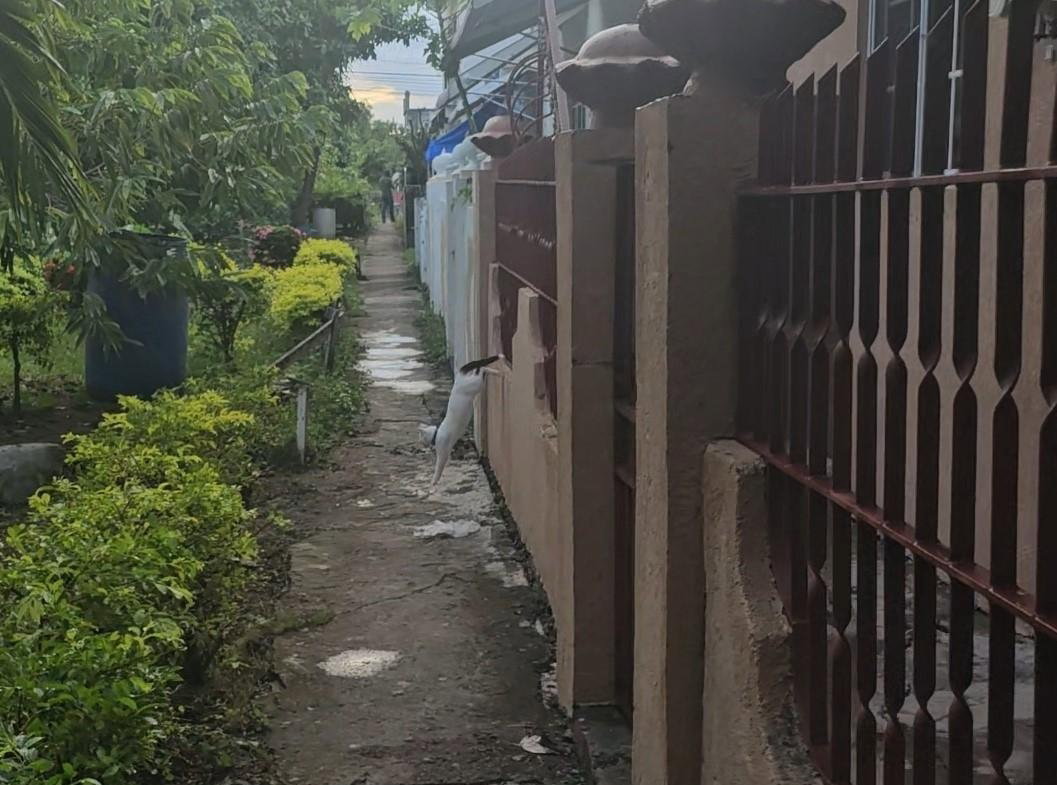 Twenty-Ninth image of Lot 289 West Queens Park in Greater Portmore, St. Catherine, Jamaica - property is For Sale