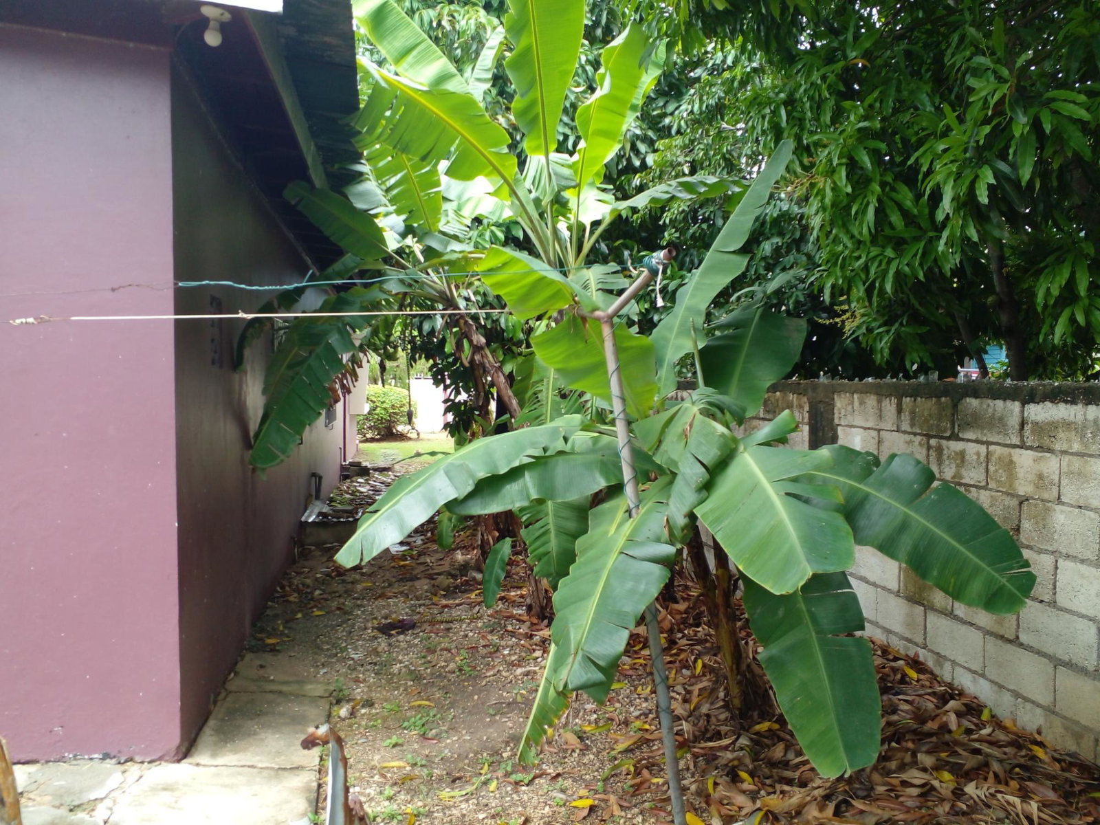 Twelfth image of 14 Wildwood Close, Westmore in Spanish Town, St. Catherine, Jamaica - property is For Sale