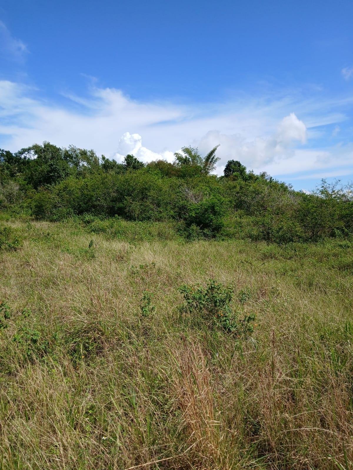 Fourth image of Knockpatrick Large Lot in Knockpatirck, Manchester, Jamaica - property is For Sale