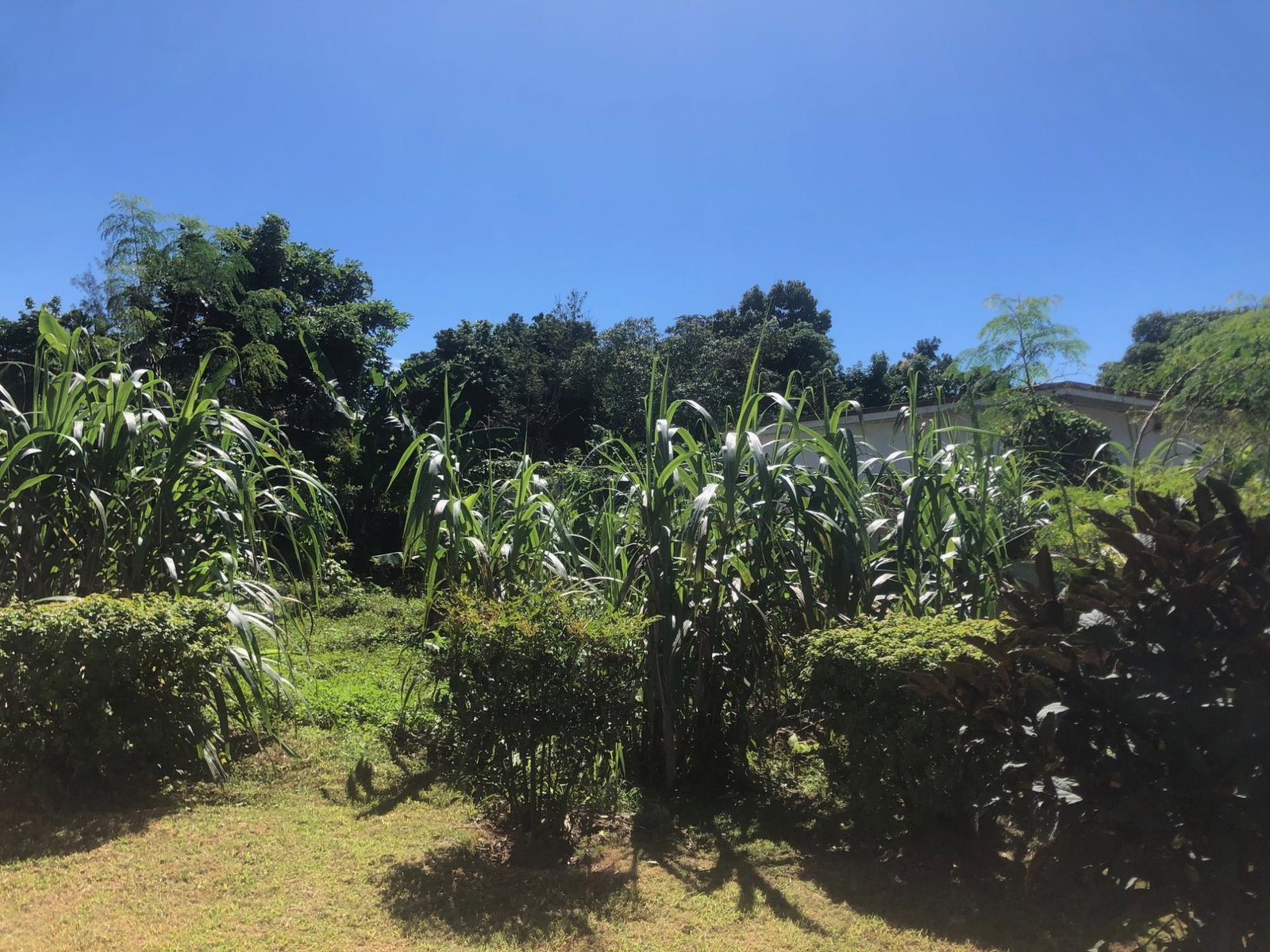 Nineteenth image of 5 Osbourne Mews in Brumalia, Manchester, Jamaica - property is For Sale