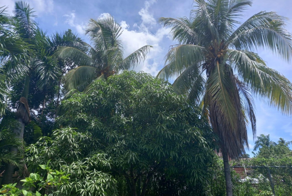Twenty-Second image of 10 Benson Avenue Norbrook in Norbrook, St. Andrew, Jamaica - property is For Rent