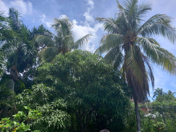 Twenty-Second image of 10 Benson Avenue Norbrook in Norbrook, St. Andrew, Jamaica - property is For Rent