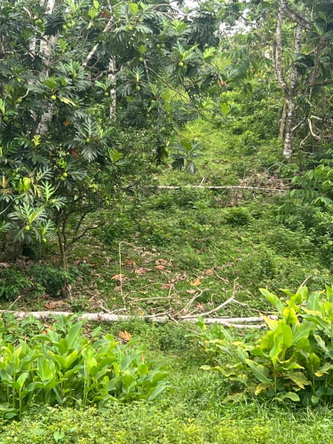 Tenth image of Washington Drive in Rose Hall, St. Catherine, Jamaica - property is For Sale