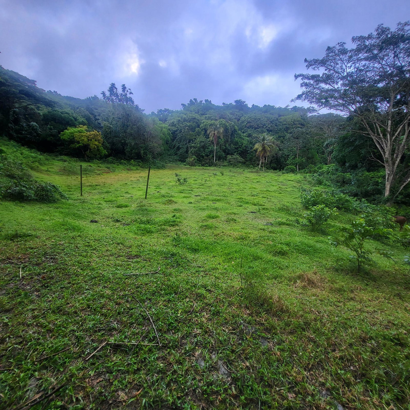 Second image of Crawle 11 in Crawle Halt, St. Catherine, Jamaica - property is For Sale