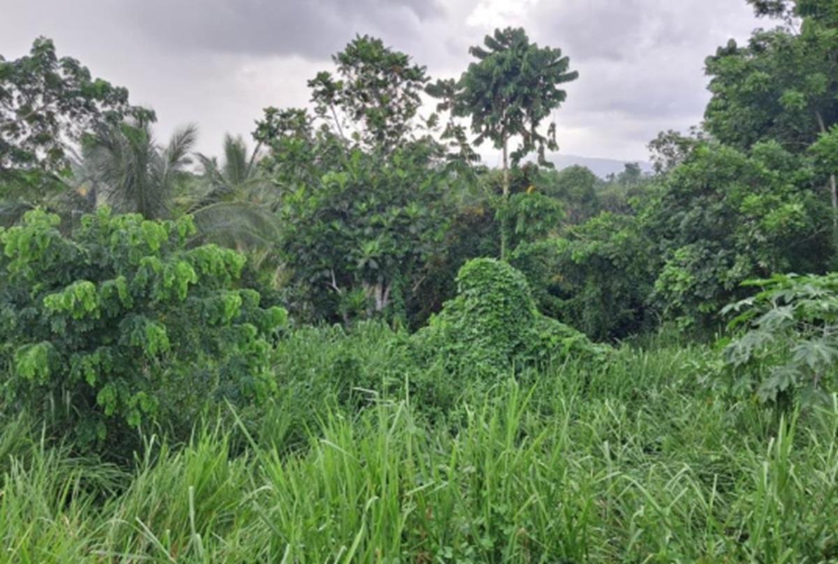 Prime-14-Acre-Residential-Lot-for-Sale-in-Wallens-St.-Catherine Fourth image of Wallens Time & Patience in Linstead, St. Catherine, Jamaica - property is For Sale