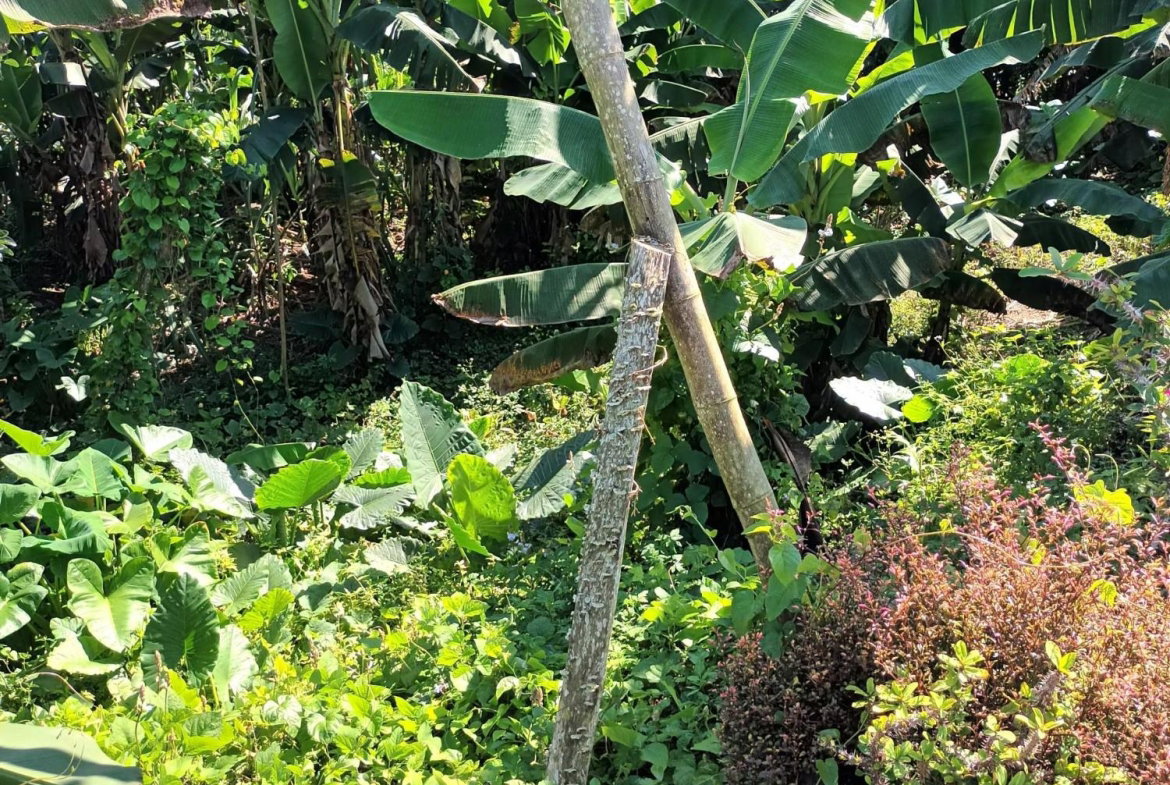 First image of 1- Beechamville in Beechamville, St. Ann, Jamaica - property is For Sale