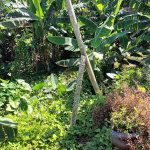 First image of 1- Beechamville in Beechamville, St. Ann, Jamaica - property is For Sale