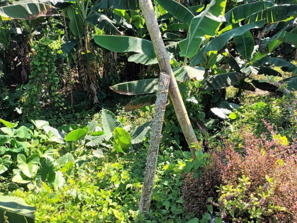 First image of 1- Beechamville in Beechamville, St. Ann, Jamaica - property is For Sale