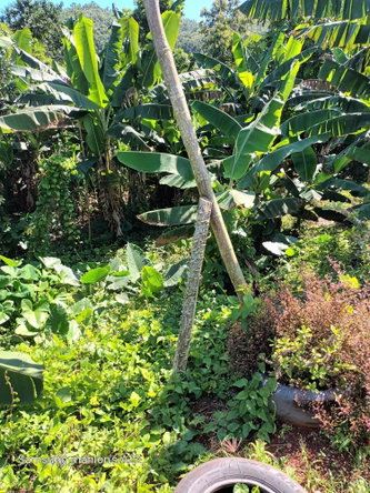 First image of 1- Beechamville in Beechamville, St. Ann, Jamaica - property is For Sale