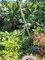 First image of 1- Beechamville in Beechamville, St. Ann, Jamaica - property is For Sale