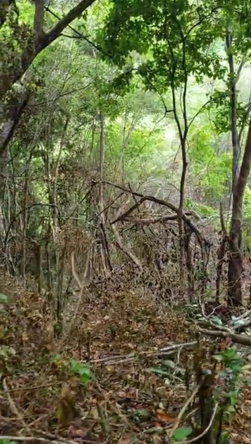 Fourth image of Part Kingswood Diamond rd in STONY HILL, St. Andrew, Jamaica - property is For Sale